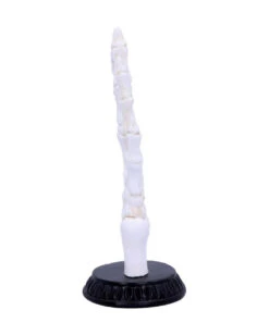 Skeletthand Mit Handlese Symbolen 9 Skeletthand Mit Handlese Symbolen -Halloween/Cosplay skeletthand mit wahrsage symbolen skeleton hand w fortune telling symbols 50338 04